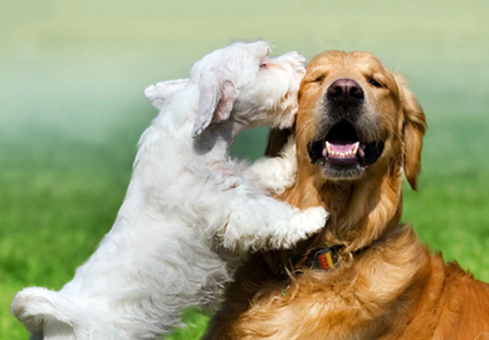 A white dog and a brown dog embracing in a grassy setting